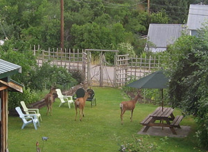 Methow Valley Inn - The Gardens